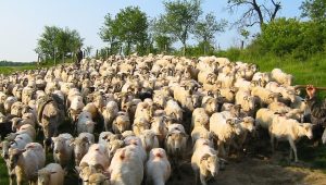 shepherd-1024x423