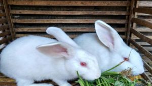 Cara Membuat Pestisida Ramah Lingkungan dari Urine Kelinci