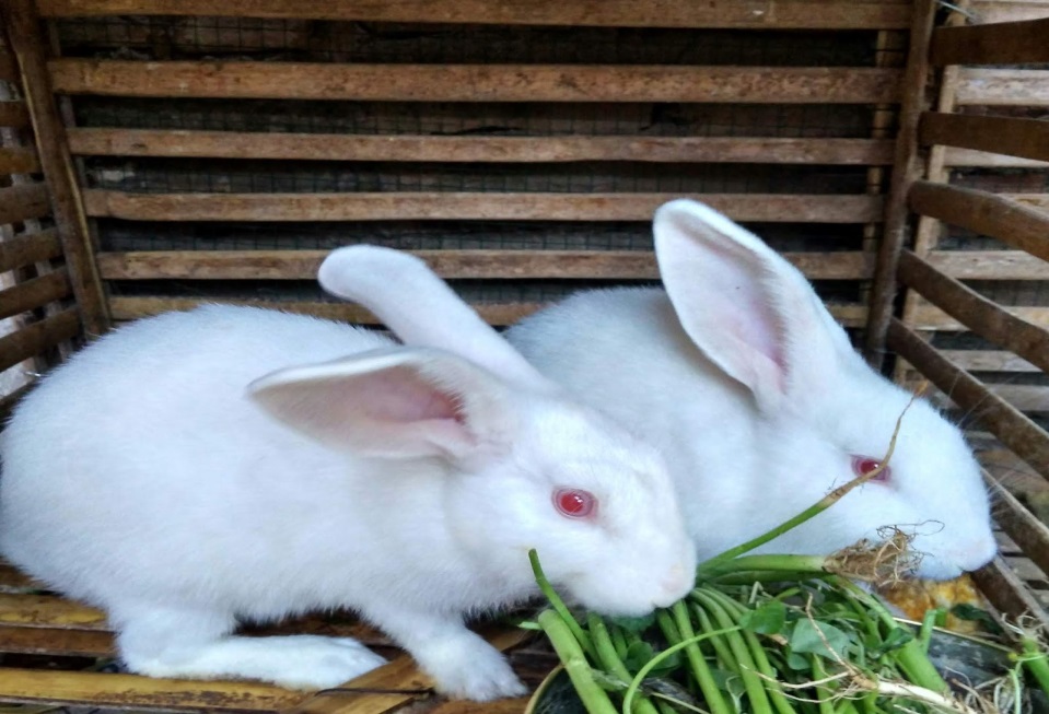 Cara Membuat Pestisida Ramah Lingkungan dari Urine Kelinci