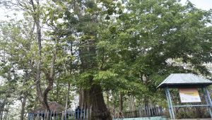 Jati Denok