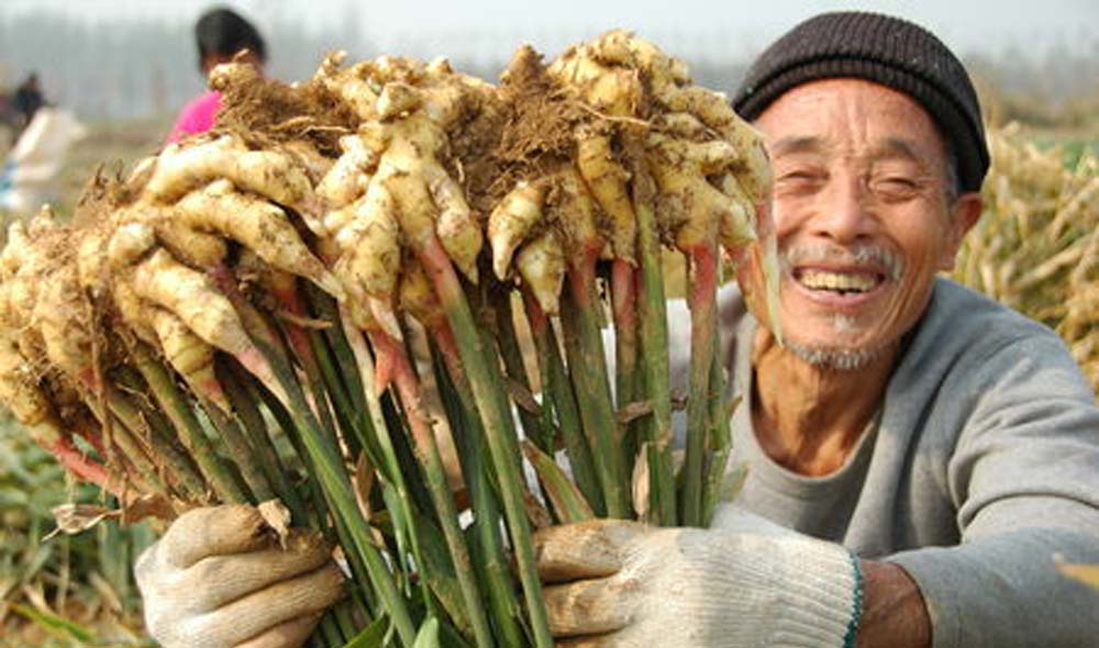 Indonesia Impor Jahe dari China