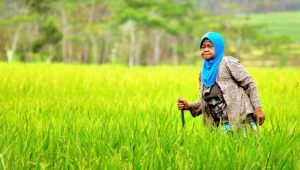 Ilustrasi Praktek Muzaraah