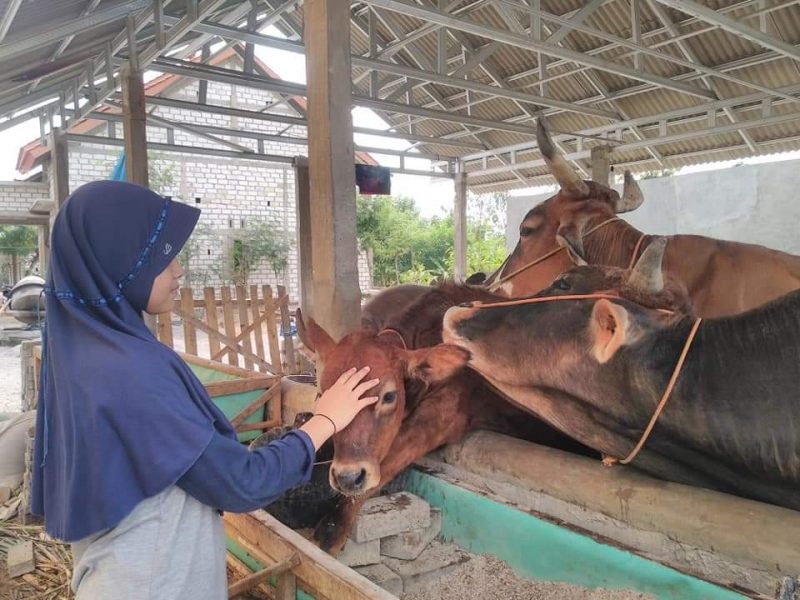 Usaha Peternakan Sapi Planet NUFO