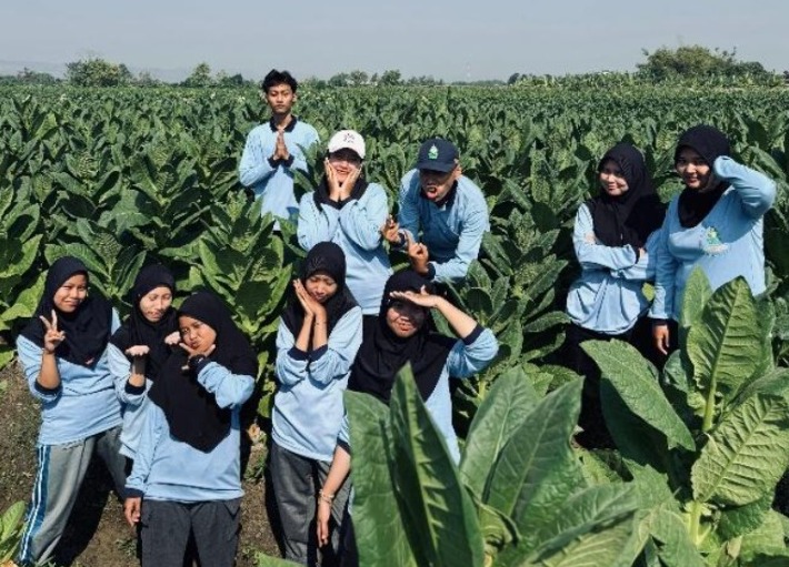 panen tembakau Johorejo