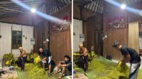 tradisi potong tembakau