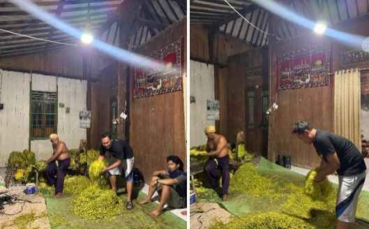 tradisi potong tembakau